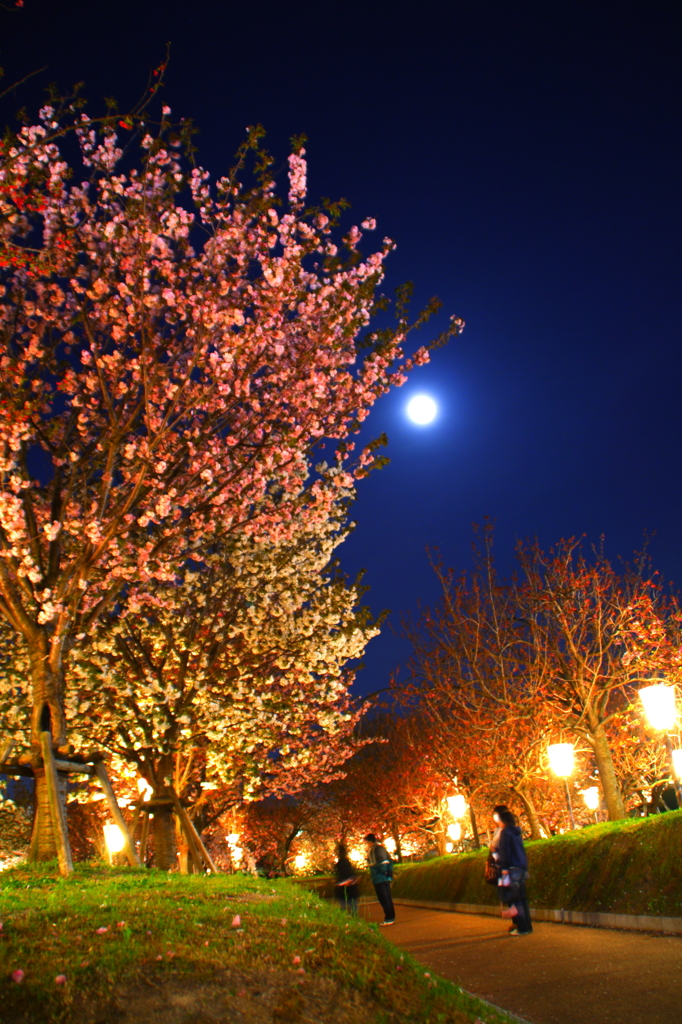 月夜de花見