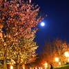 月夜de花見
