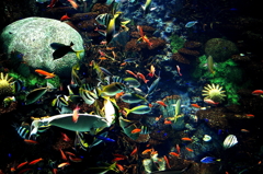 魚たちのお祭り