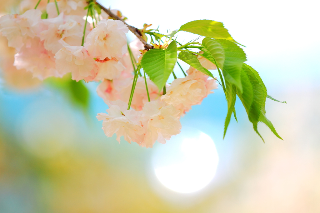 sakura