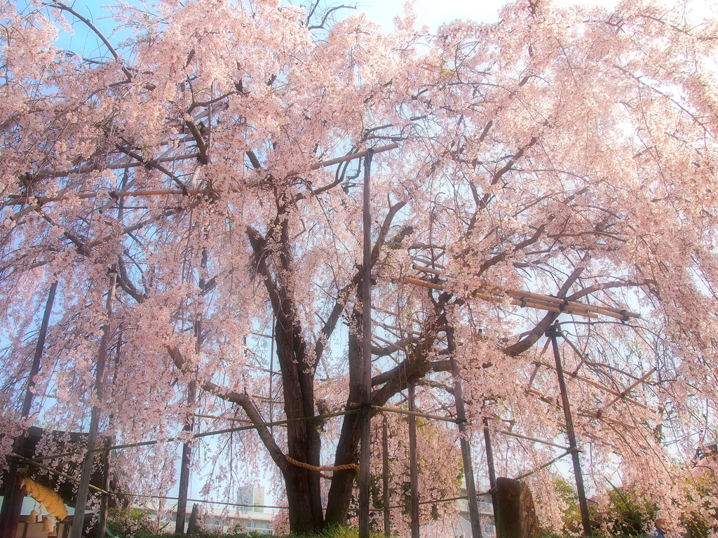 観音しだれ桜