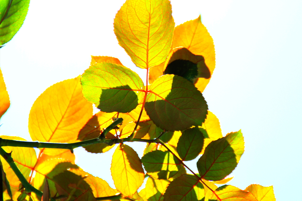 紅に染まる頃