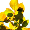 紅に染まる頃