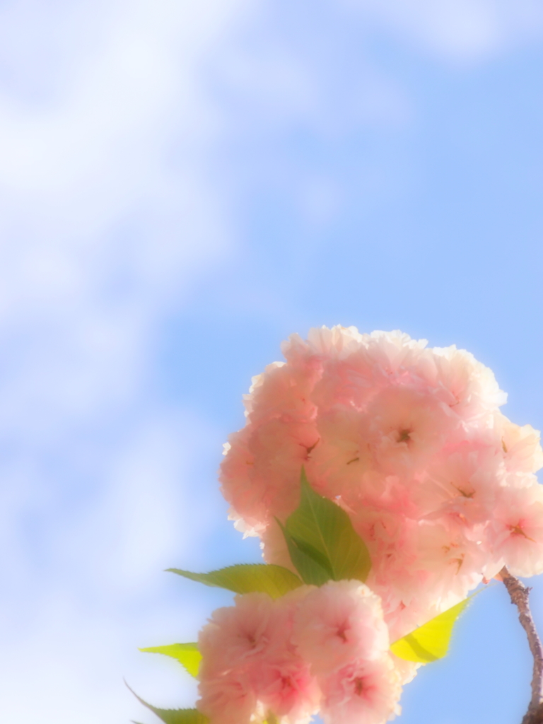 青空に映る華 Ⅱ