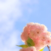 青空に映る華 Ⅱ