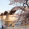 錦帯橋～桜～
