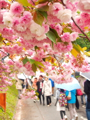 花のまわり道