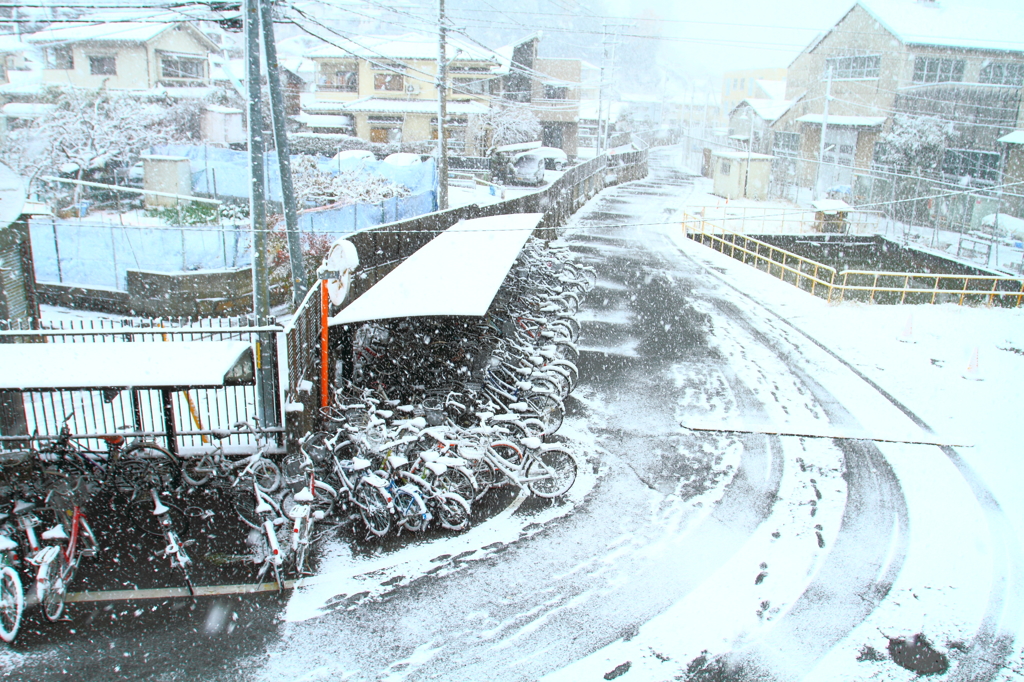 今日は雪