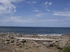 海岸の白木