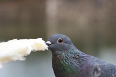天使