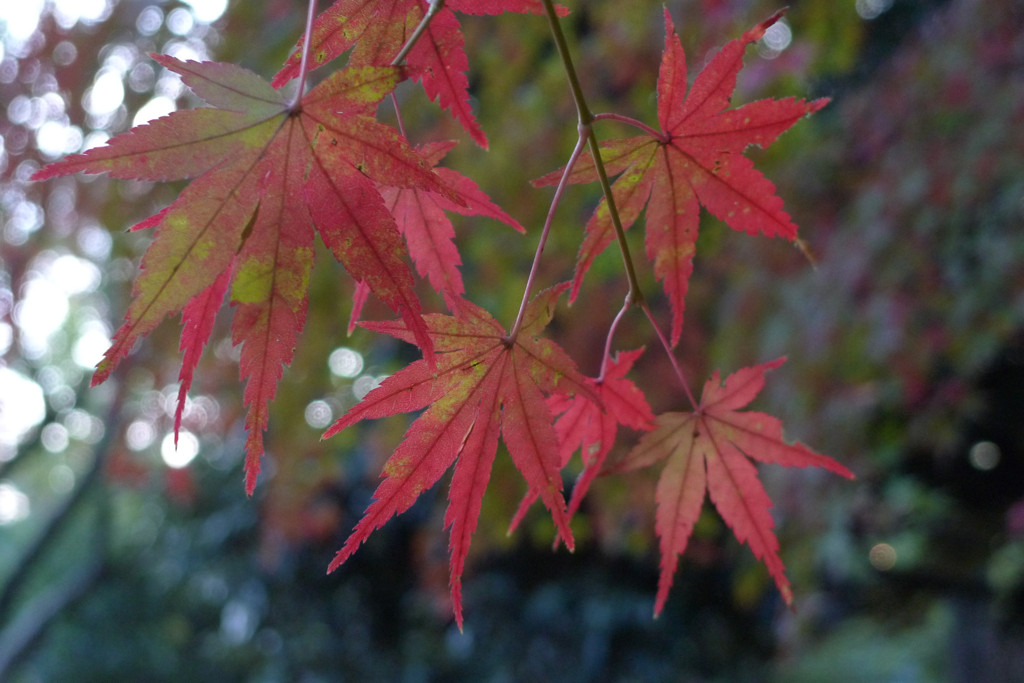紅葉　代々木公園