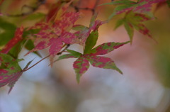 まだら模様