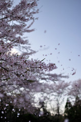 桜吹雪