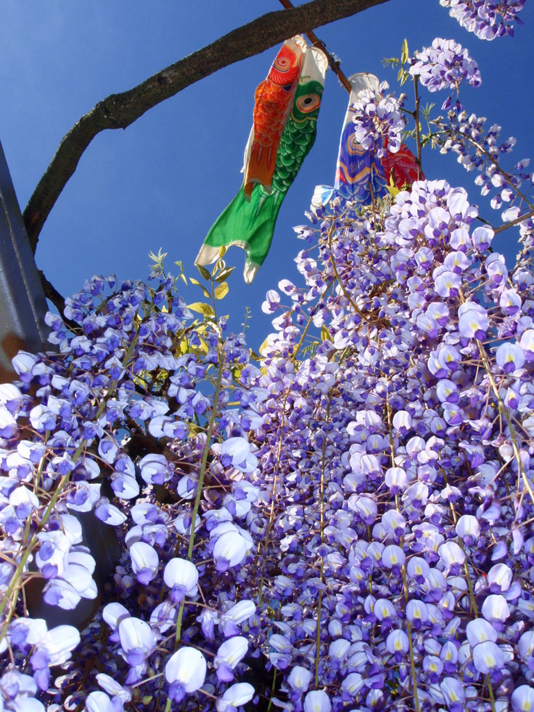 こいのぼりと藤の花