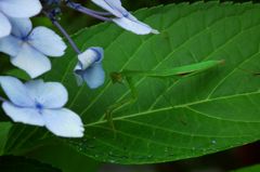 梅雨のあい間に