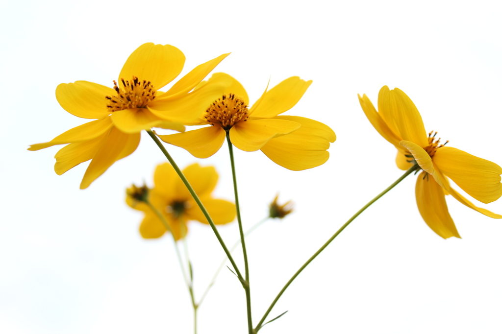 Fleur