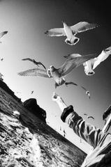 sea gull
