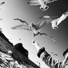 sea gull