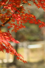 momiji