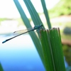 ”蜻蛉”その⑧