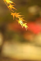 晩秋の彩
