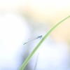 ”蜻蛉”その②