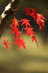 紅い葉