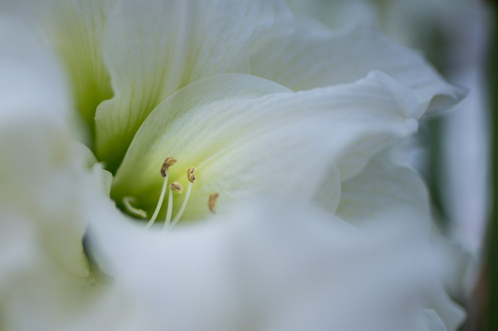 35mm広角レンズでの花マクロ01