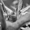 Doves