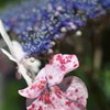紫陽花2