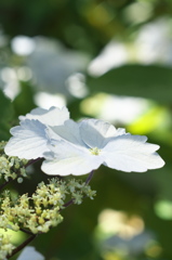 額紫陽花