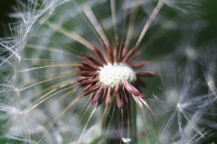 Nucleus