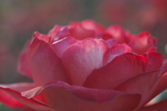 赤い薔薇 ...