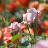 山手の薔薇