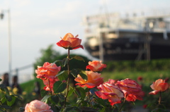薔薇..