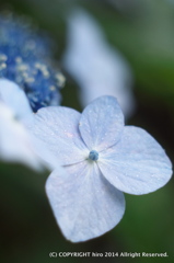 額紫陽花