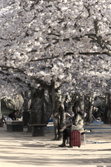 満開の桜のもとで。