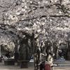 満開の桜のもとで。