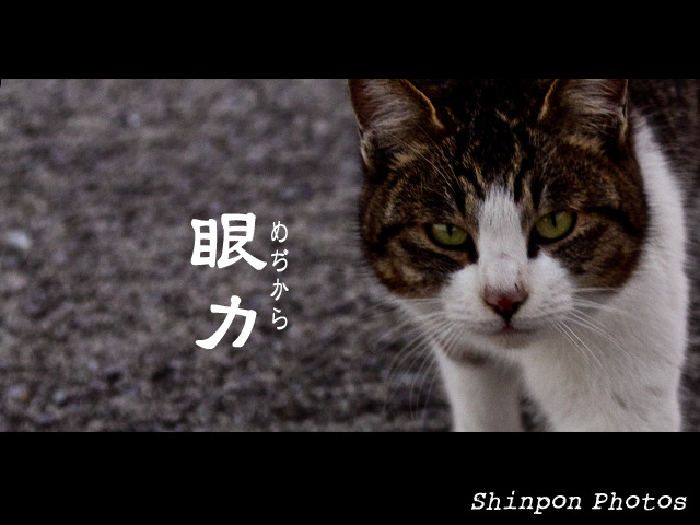 めぢから