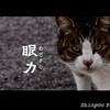 めぢから