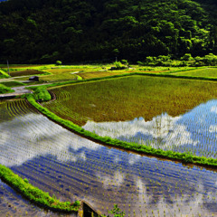 田んぼと鉄塔と青空