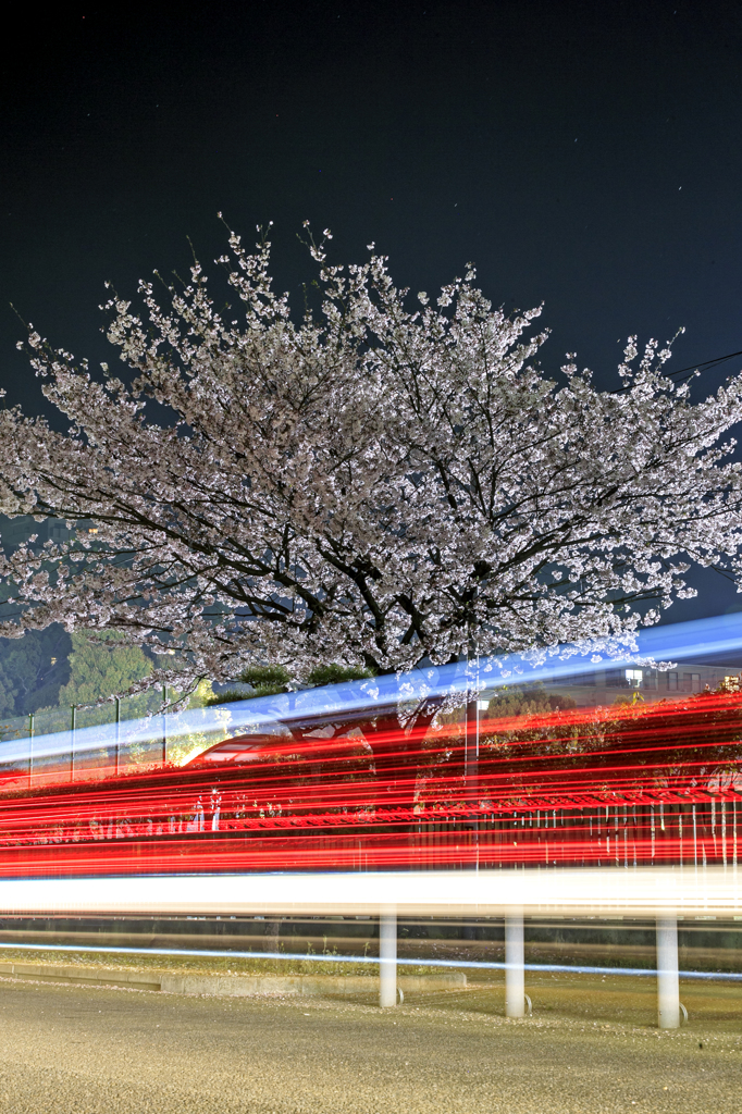 SAKURA&BEAM