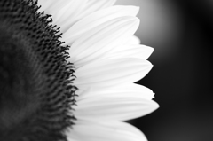 YELLOWFILTER