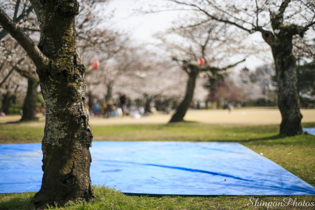 桜の木の下で