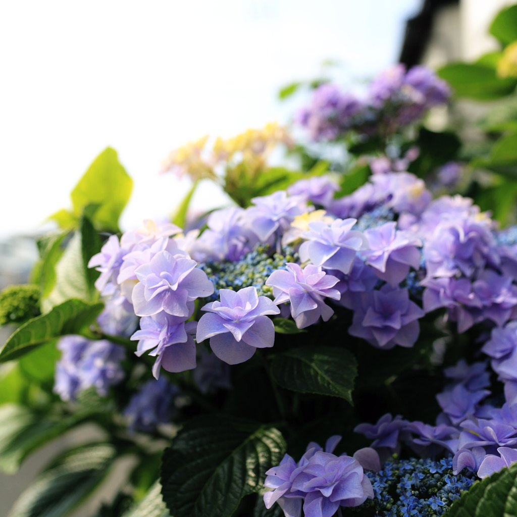 紫陽花