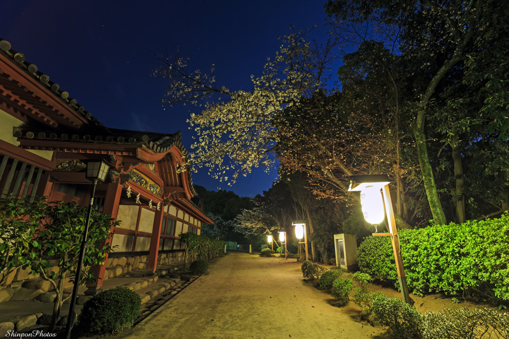 夜桜