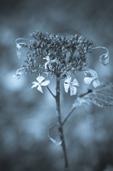 hydrangea