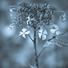 hydrangea