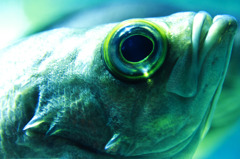 Fish EYE