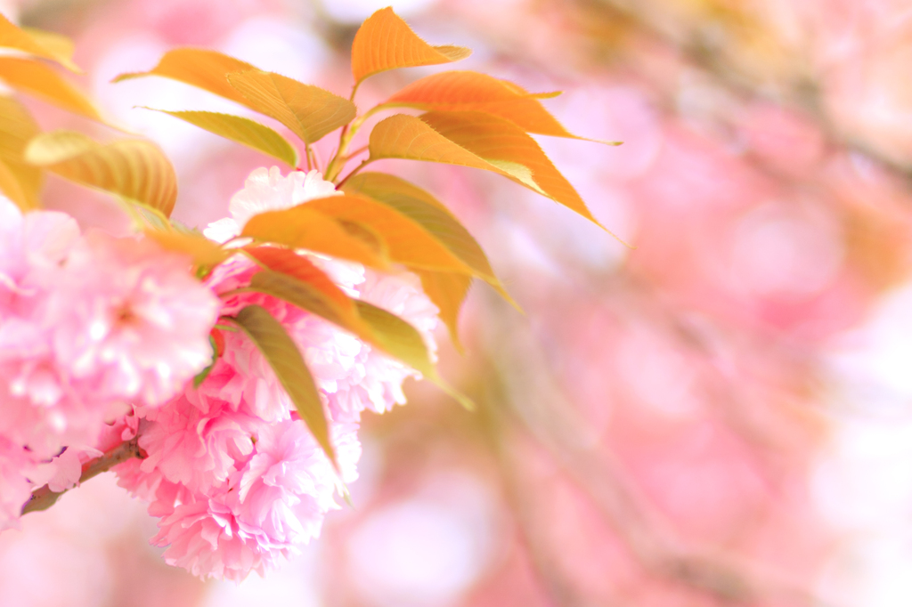 桜餅みたい？